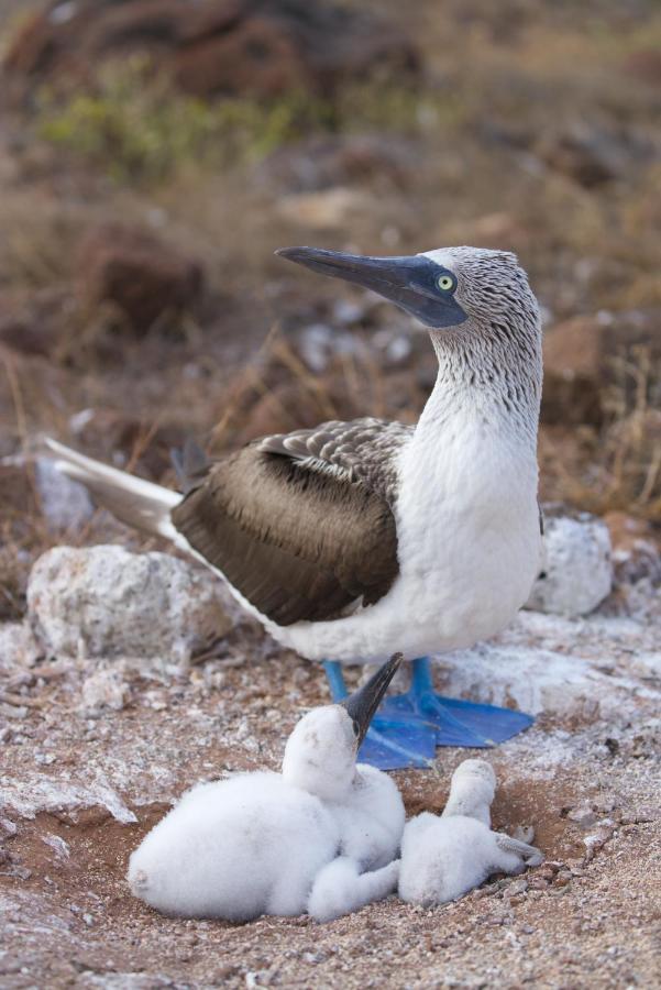 Suite Cielo, Discover The Magic Of Galapagos ปูแอร์โต บาเกริโซ โมเรโน ภายนอก รูปภาพ
