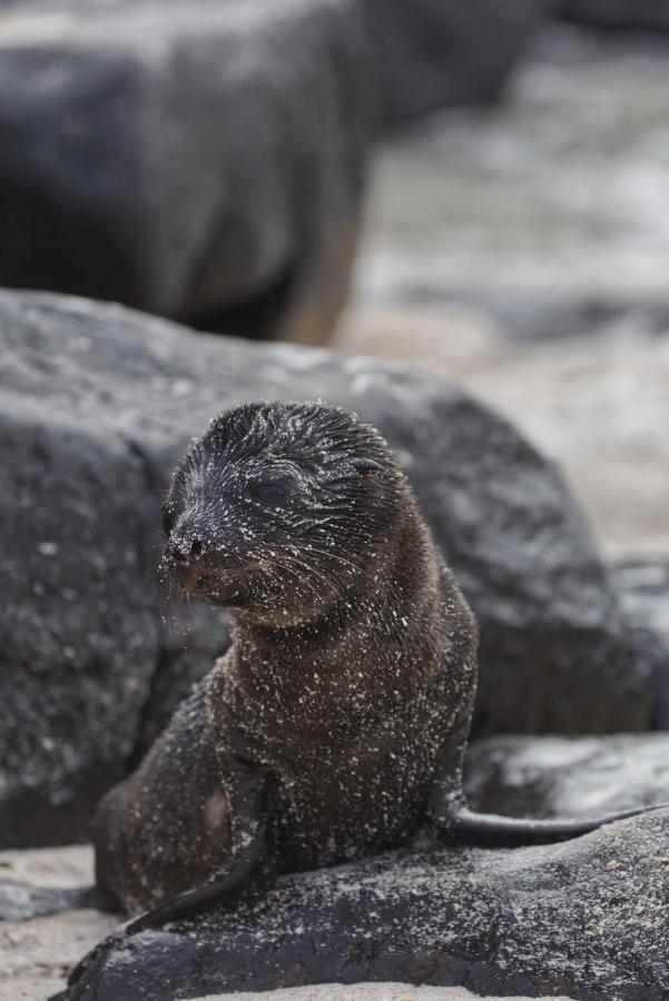 Suite Cielo, Discover The Magic Of Galapagos ปูแอร์โต บาเกริโซ โมเรโน ภายนอก รูปภาพ