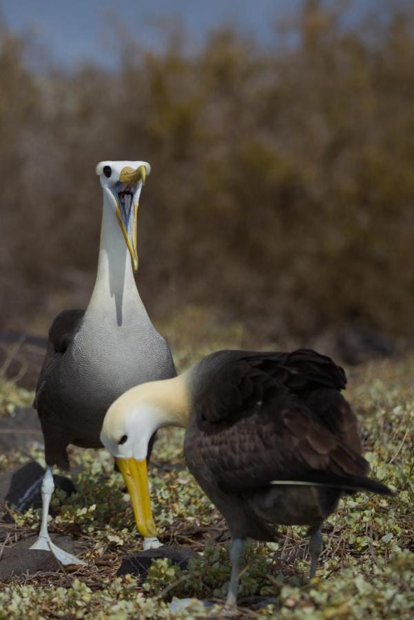 Suite Cielo, Discover The Magic Of Galapagos ปูแอร์โต บาเกริโซ โมเรโน ภายนอก รูปภาพ