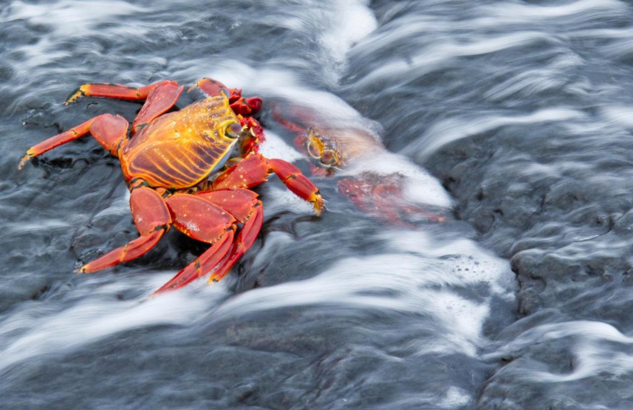 Suite Cielo, Discover The Magic Of Galapagos ปูแอร์โต บาเกริโซ โมเรโน ภายนอก รูปภาพ